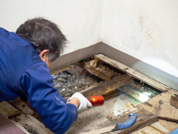 Office Mold Removal Services in Forest Oaks, NC