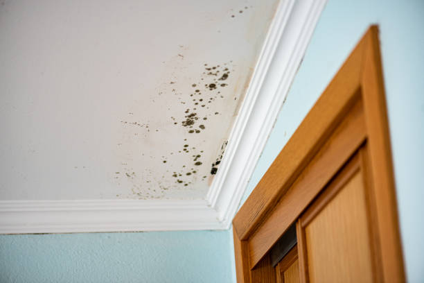 Best Crawl Space Mold Removal  in Forest Oaks, NC