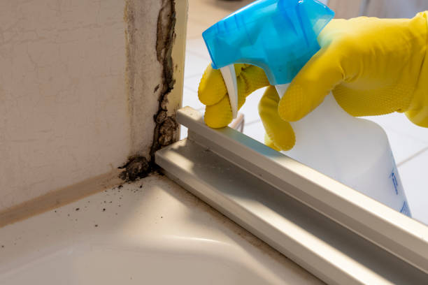 Best Commercial Mold Removal  in Forest Oaks, NC