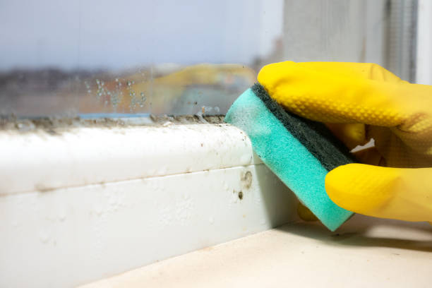 Best Mold Remediation Experts  in Forest Oaks, NC