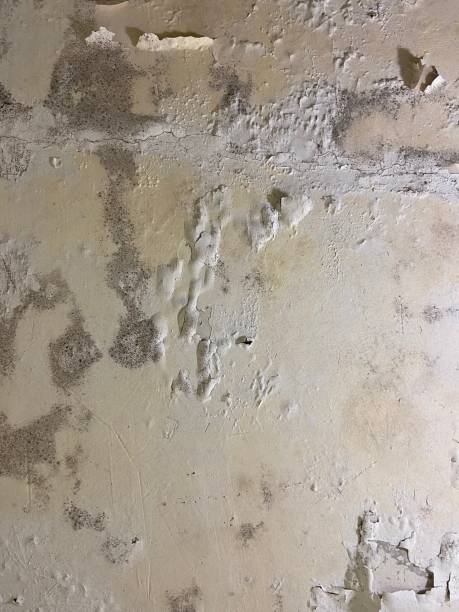 Best Mold Testing  in Forest Oaks, NC