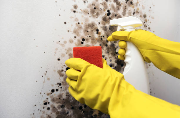 Best Office Mold Removal Services  in Forest Oaks, NC